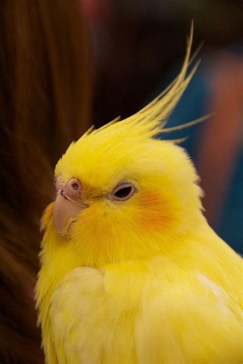 A Yellow Bird With Long Hair On Its Head