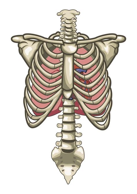 Human Anatomy Torso Skeleton Isolated White Stock Vector Illustration