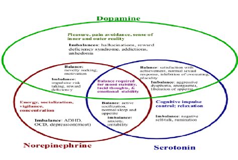 Interconnection Between Norepinephrine Dopamine And Serotonin Download Scientific Diagram