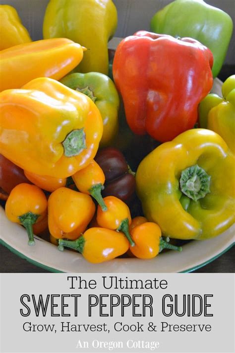 The Ultimate Sweet Pepper Guide Grow Harvest Cook And Preserve An