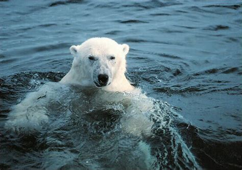 Polar Bears Are Drowning In The Arctic Flickr Photo Sharing