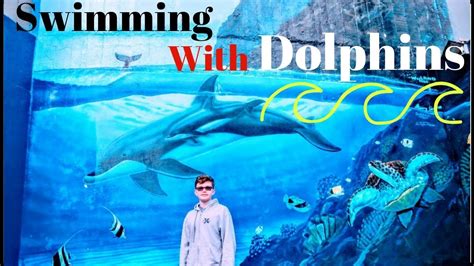 Swimming With Dolphins At Sea Life Park On Oahu Hawaii Youtube