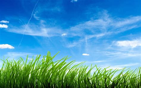 Green Grass And Blue Sky Hd Wallpaper Peakpx