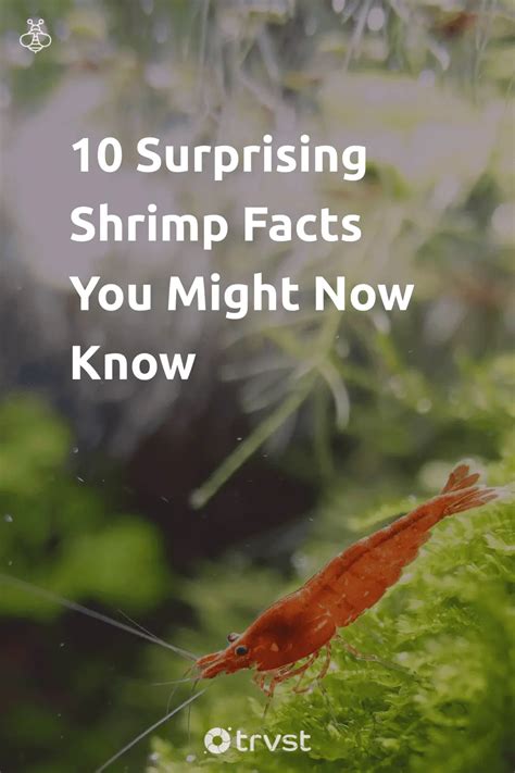 10 Surprising Shrimp Facts You Might Now Know