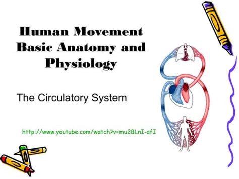 Biology Project Circulatory System Vijay Raja Std Vii Navdeep With