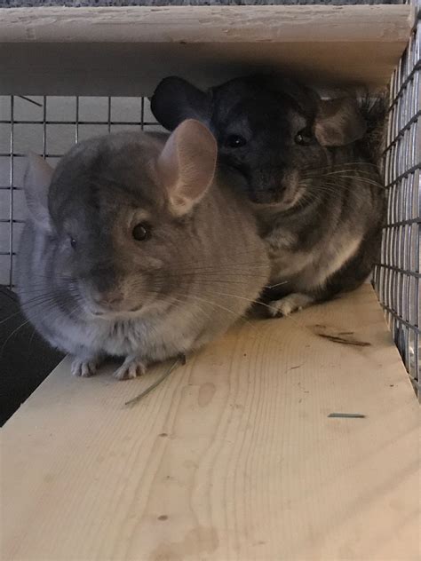 Another Picture Of The Girls All Cuddled Up Chinchilla