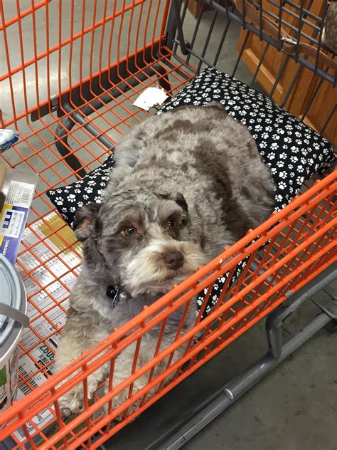 Pet Friendly Home Depot Near Me / Stores That Allow Dogs To Come Inside