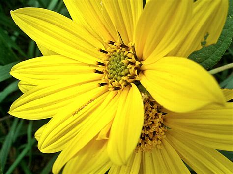 Yellow Flower Pictures Beautiful Flowers