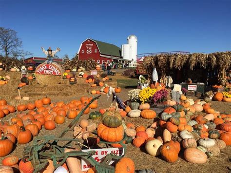 Contact our puppy farm in iowa today for available puppies for sale! 25 Pumpkin Farms Near Me - The Best Pumpkin Patches in America
