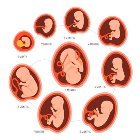 Etapas Del Crecimiento Prenatal Gudangmapa
