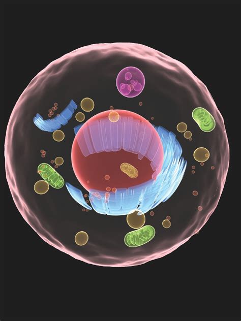 Maybe you would like to learn more about one of these? What's inside a cell? - How It Works