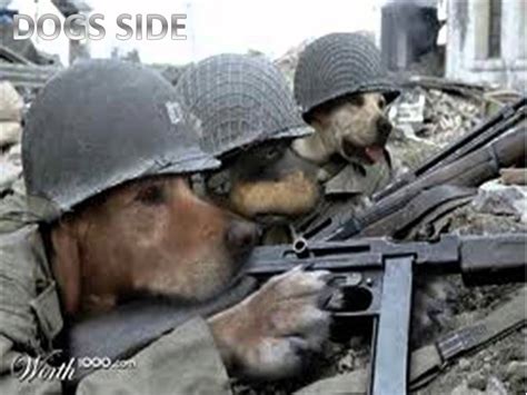 War Of Cats And Dogs Youtube