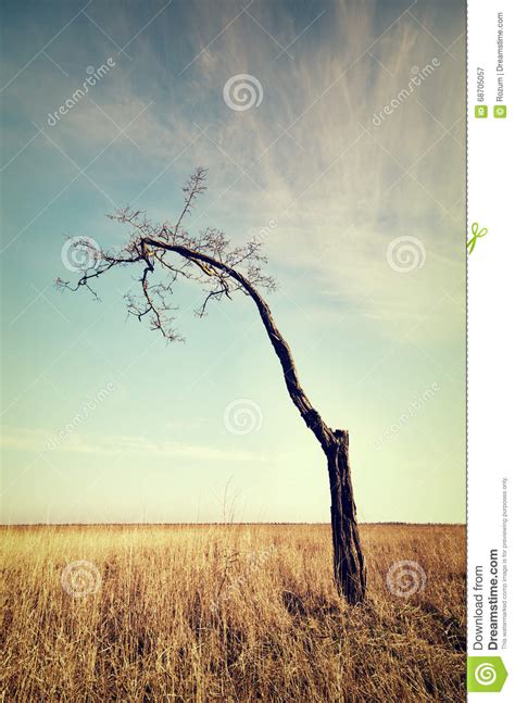 Lonely Dead Tree Stock Image Image Of Blue Dark Dramatic 68705057