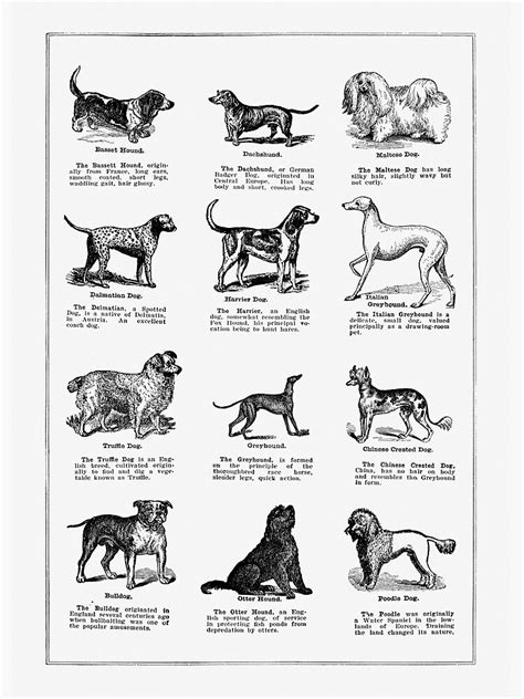 Vintage Dog Breeds Poster Poster For Sale By Photothing Redbubble