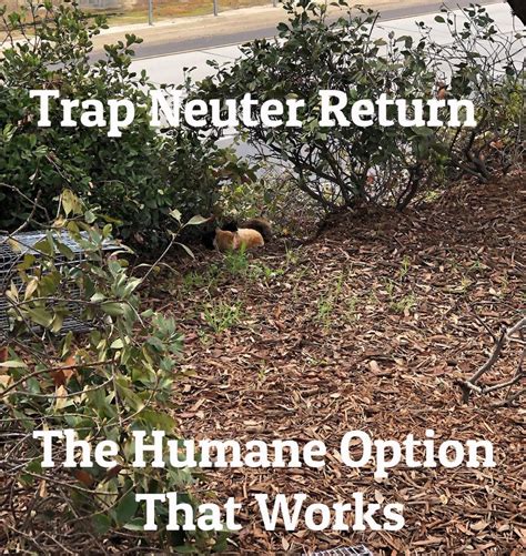 Trap Neuter Return The Humane Option Visalia Feral Cat Coalition