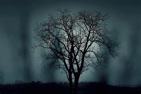 Tree Silhouette Mysterious Halloween Black Dark Nature Winter