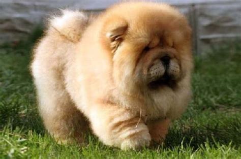 The Fluffiest Dogs You Will Ever See