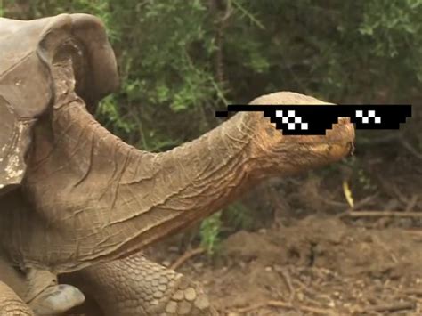 meet diego the sex crazed tortoise who saved his species barnorama