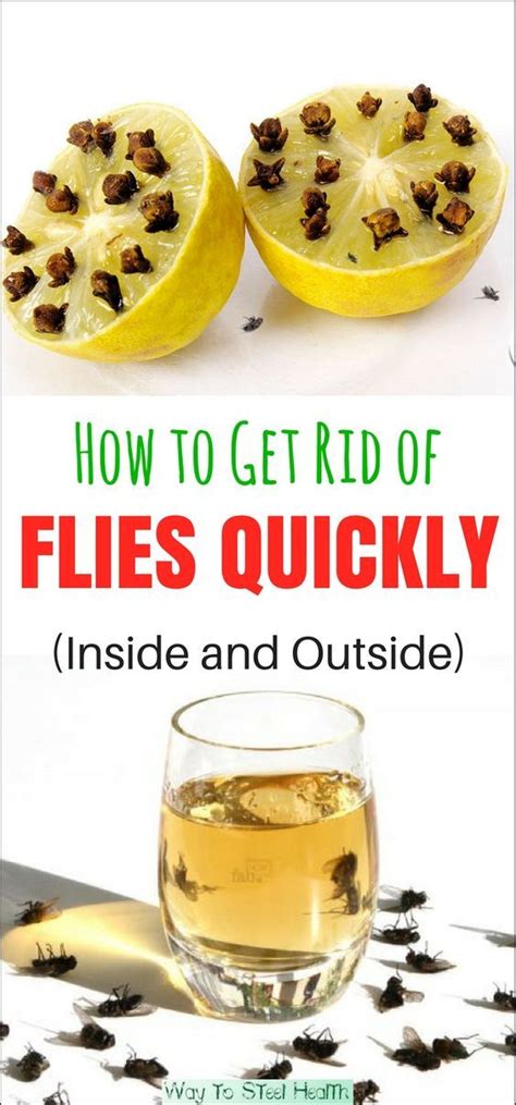 Get Rid Of Flies Naturally Get Rid Of Flies Keep Flies Away Cleaning
