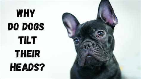Why Do Dogs Tilt Their Heads Canine Care