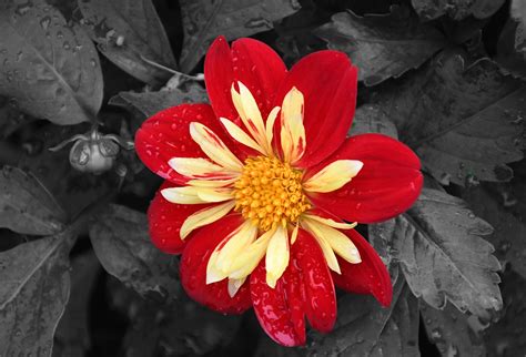 Black And White Red Flower Close Free Photo On Pixabay Pixabay