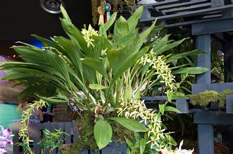 Maybe you would like to learn more about one of these? Paling Populer 16+ Gambar Bunga Anggrek Hitam Kalimantan ...