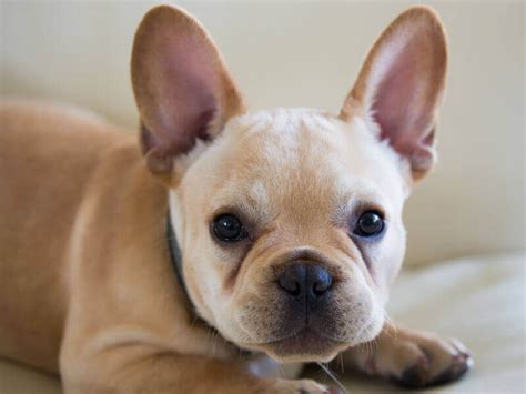 As with humans, the proper diet is the key differentiator between a healthy, beautiful dog and an average looking one. Top 10 smallest dogs in the world 2017 by dogmal.com