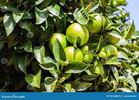 Close Up Of Green Oranges On The Orange Tree Asturias Stock Photo
