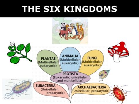 Most animals also have tissues and organs. 03 6 kingdoms + prokaryote & eukaryote