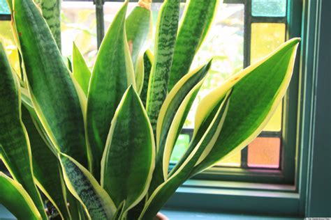 6 Houseplants That Are Low Maintenance And Easy To Care For Photos