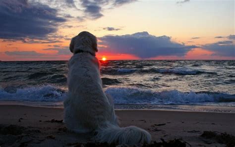 Dog Enjoying Sunset On The Beach Pictures Photos And Images For