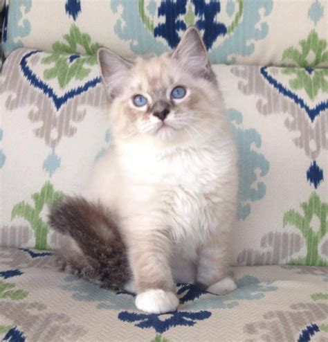 Ragdoll Cats In Many Colors And Patterns Jamilas Ragdolls Kitten Care