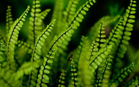 Nature Fern Hd Wallpaper By Crevisio
