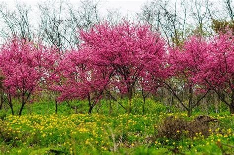 Gorgeous emerald green leaves sprout just after the blossoms appear, lending contrast to the deep pinks and crimsons. Red Dogwood Tree | Red dogwood, Dogwood trees, Growing shrubs