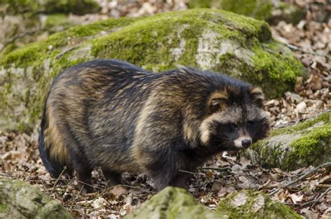 Untold Story That Time When Asian Raccoon Dogs Nearly Invaded