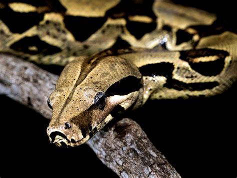 Choose from contactless same day delivery, drive up and more. Snake in couch | 'Missing a snake?' 6-foot-long boa ...
