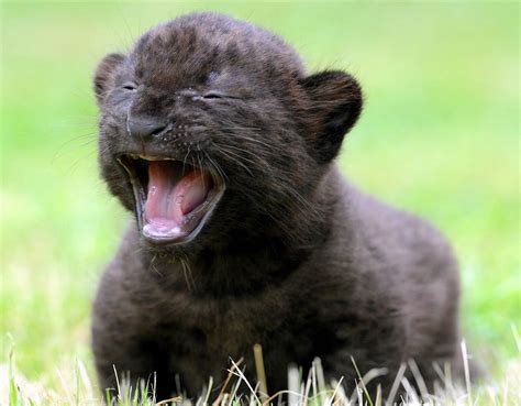 3 Week Old Black Panther Cub Rpics