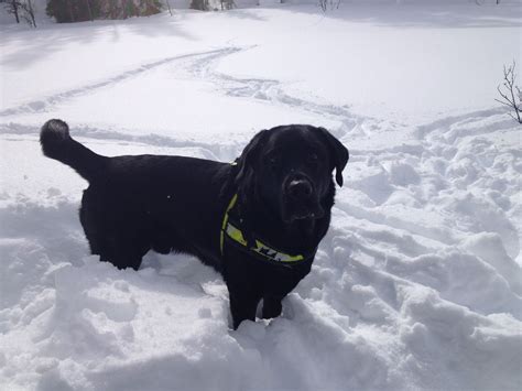 Happy In The Snow Black Dog Black Labs Labrador