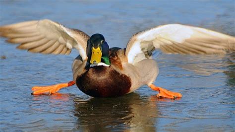 Ten Of The Funniest Cutest And Most Lovable Mallards