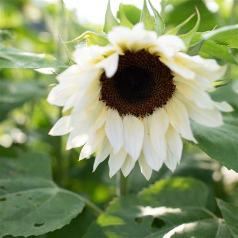 Sunflower Pro Cut White Nite Floret Flower Farm