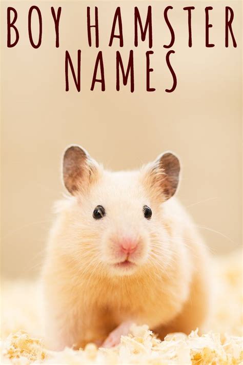 Boy Hamster Names 300 Awesome Ideas Hamster Names Hamster Names