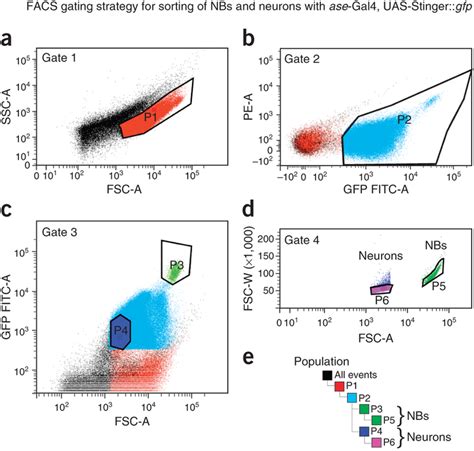 Representative Flow Cytometry Data To Illustrate The Gating Strategy
