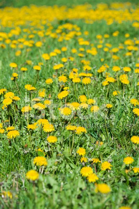 Field Filled With Dandelions Stock Photo Royalty Free Freeimages