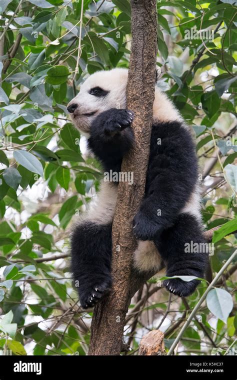 Baby Giant Panda Resting In A Tree At The Chengdu Research Base Of