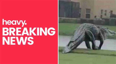 Is The Naples Gator Real Video Of Massive Alligator Shocks The World