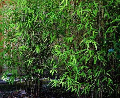 Japanese Garden Bamboo Photograph By Jeanette C Landstrom Fine Art