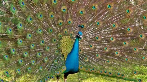 The Most Magnificent Peacock Dance Display Ever Peacocks