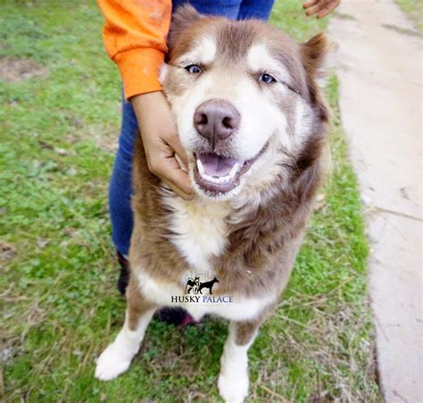 Siberian huskies originated in northeast asia where they are bred by the chukchi people of siberia for sled pulling, and companions. Navaree copper siberian husky puppies sale | Husky Palace
