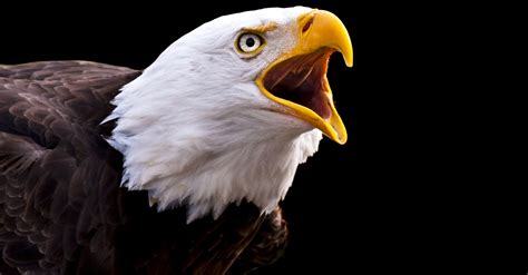 Screaming Eagle By Randall Allen Ubicaciondepersonascdmxgobmx