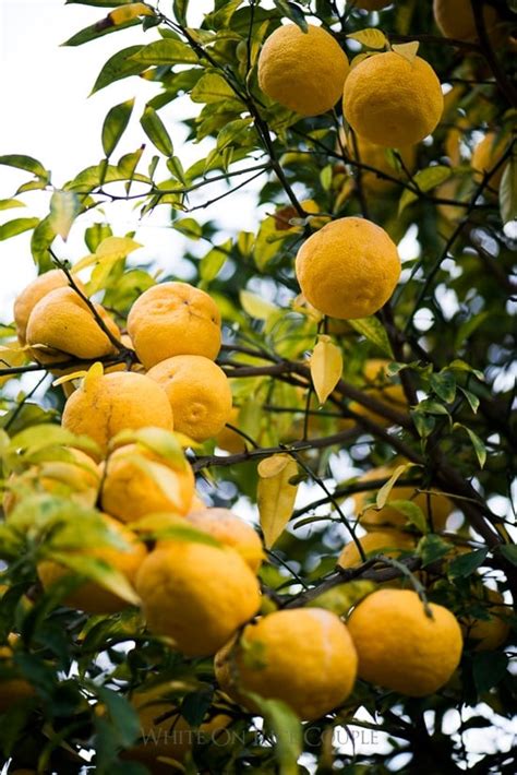 What Is Yuzu Citrus Japanese Lemon White On Rice Couple